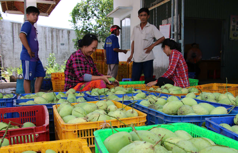Xoài cát Hòa Lộc tăng giá mạnh