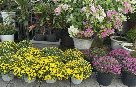 Người đi đường bất ngờ khi hoa kiểng Tết tràn ngập vỉa hè