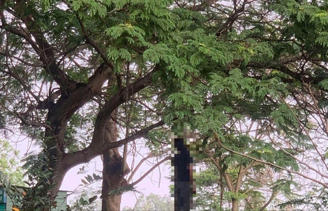 TPHCM: Phát hiện thi thể nam treo lơ lửng trên cành cây