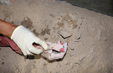 Phát hiện thi thể nữ có 6 ngón tay, sơn màu đỏ trên sông Sài Gòn