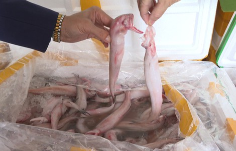 Mua cá khoai chứa formol từ Trung Quốc 37.000 đồng, chở về biển Sầm Sơn bán 130.000 đồng/kg