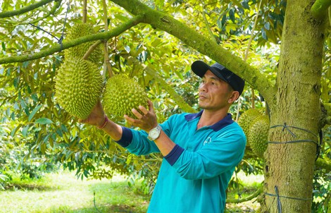 Tháo gỡ "điểm nghẽn" liên kết sản xuất - tiêu thụ nông sản