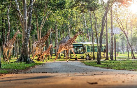 10 năm Vinpearl Safari Phú Quốc: Dấu ấn tiên phong của safari bán hoang dã đầu tiên tại Việt Nam