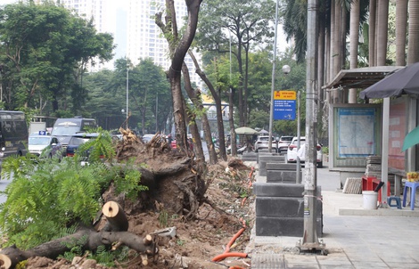 Hà Nội di dời cây xanh, xén vỉa hè để giảm ùn tắc