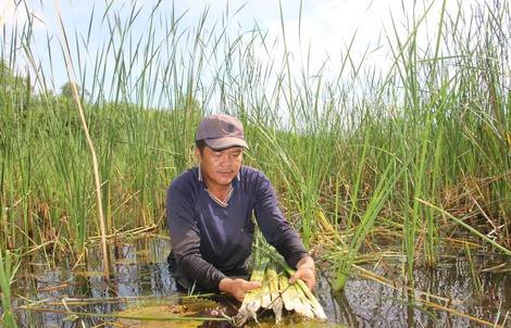Loại cây vốn mọc hoang dại lại giúp nhiều người ở Cà Mau vươn lên làm giàu