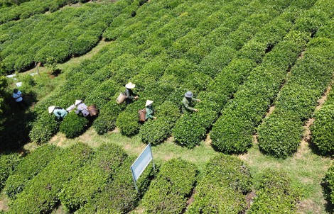 Thông tin mới nhất về vụ gần 500 container chè bị mắc kẹt ở Pakistan