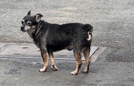 Cấp "căn cước" định danh để giám sát vật nuôi?