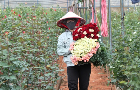 Đồng bào thiểu số ở chân núi Lang Biang thoát nghèo nhờ "cây tình yêu"