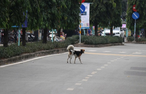 Bất chấp quy định xử phạt, chó thả rông vẫn tràn lan trên phố