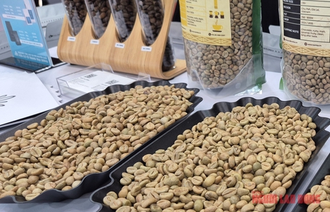 Giá cà phê hôm nay 26-12: Trong nước tăng nóng, Trung Quốc bất ngờ nhập nhiều