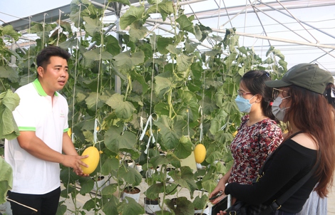 Phủ xanh vùng hoang hóa, tạo sinh kế bền vững