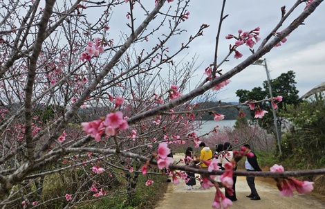 Hàng không, du lịch khẩn trương đổi lịch đón khách dịp Tết Dương lịch 2026