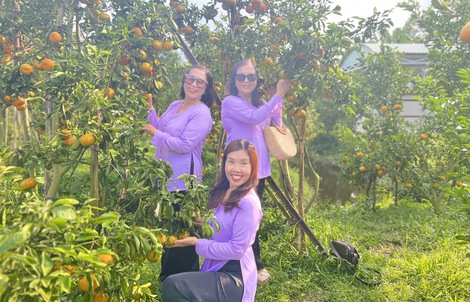 CLIP: "Đã mắt" với vườn quýt trĩu quả ở Cần Thơ
