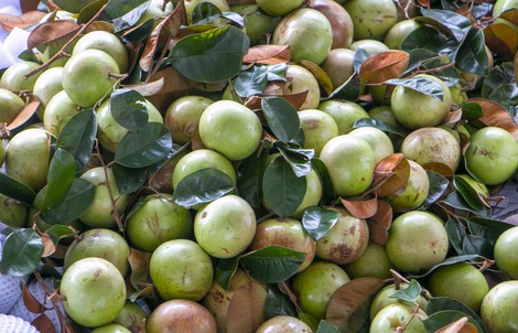 Rộn ràng vú sữa Lò Rèn, nhà vườn "bỏ túi" hàng trăm triệu đồng