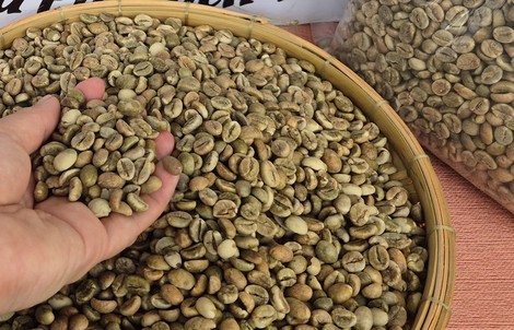 Giá cà phê hôm nay 28-12: Sát mốc 100.000 đồng/kg