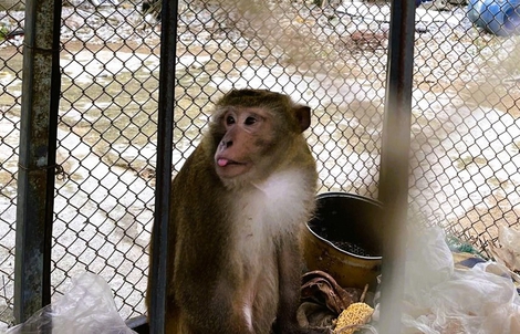 Người dân giao nộp 2 cá thể động vật quý hiếm thuộc nhóm IIB