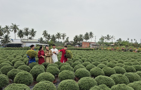 Vựa hoa miền Tây tất bật bán hoa Tết sớm qua livestream cùng người nổi tiếng