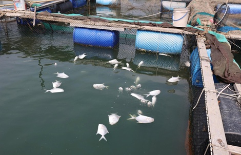 Cá lồng bè chết hàng loạt trên sông Chà Và, TPHCM