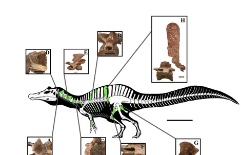 Thái Lan đào được sinh vật cổ đại kỳ lạ, có thể dài tới 8 m