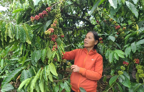 Từ hộ nghèo đến livestream bán hàng khắp mạng xã hội