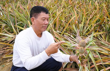 Cây dứa ở "thủ phủ" dứa Thanh Hóa bất ngờ chết hàng loạt