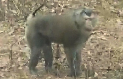 Khỉ hoang dã tấn công nhiều người dân