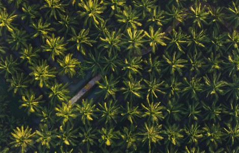 15.000 ha dừa hữu cơ: Betrimex và cách giải bài toán khó của ngành dừa