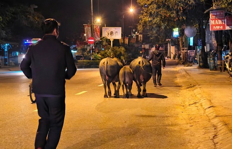 Bắt nhốt hàng loạt “thủ phạm” gây ô nhiễm ở Phong Nha