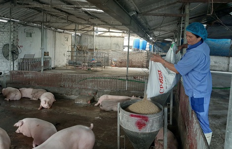 Giá heo hơi nóng trở lại trước Tết