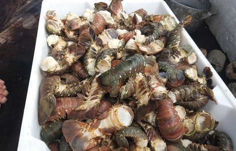 Tôm hùm chết hàng loạt trong mưa lũ, người nuôi “ôm đầu”!