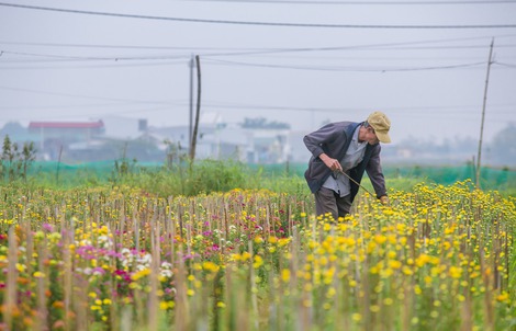 Bức tranh xuân trên cánh đồng hoa Dương Nỗ