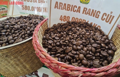 Giá cà phê hôm nay 6-2: Robusta tăng tiếp, Arabica lập kỷ lục mới