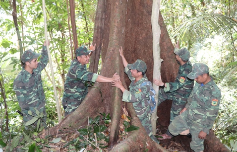 Sông Thanh rừng đã hồi sinh