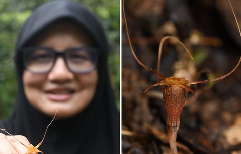 Phát hiện loài "đèn lồng cổ tích" mới ở Malaysia
