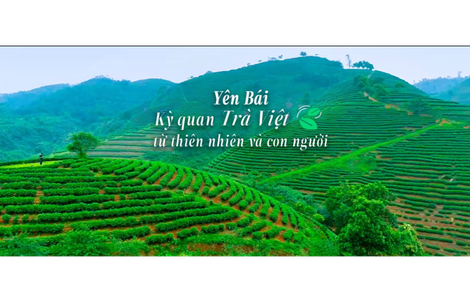VIDEO: Kỳ quan trà Việt - từ thiên nhiên và con người