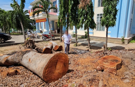 Vụ cưa bán nhiều cây gỗ trước khi sáp nhập: Phường làm trái quy định