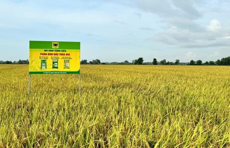 Giải mã cặp đôi “Bio và Canxi” – chìa khóa cho canh tác lúa bền vững ở ĐBSCL