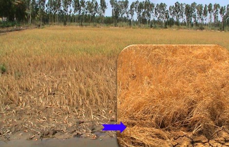 Cải thiện sức khỏe của đất trong điều kiện nắng nóng, hạn mặn và phèn đầu vụ hè thu