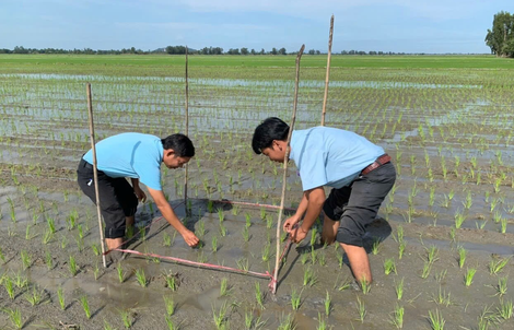 Hướng dẫn sử dụng phân bón Đầu Trâu Bio-Canxi hiệu quả trong sản xuất lúa bền vững