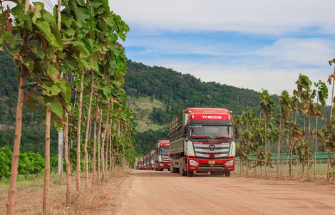 THILOGI tăng cường mở tuyến, kết nối hàng hóa từ Lào ra thị trường quốc tế