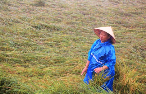 Nông dân Quảng Trị sắp nhận hỗ trợ đặc biệt sau thiên tai