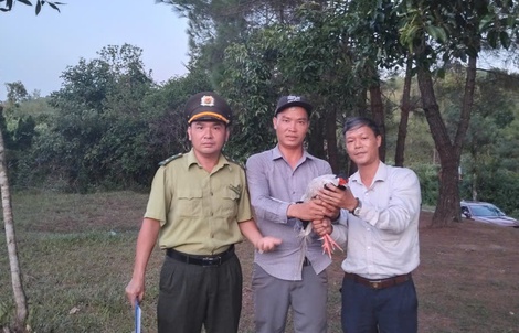 Bắt được gà lôi trắng ở Hồ Thủy Tiên, nam thanh niên lập tức có hành động này