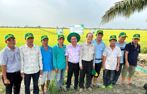 Hiệu quả từ phân bón Đầu Trâu Bio-Canxi lan rộng trên đồng lúa Đồng bằng Sông Cửu Long