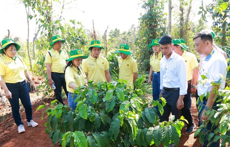 Khai phá tiềm năng cà phê Việt: Hành trình mới cùng Canh tác cà phê thông minh