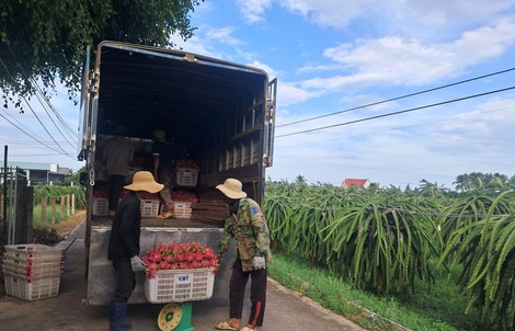 Thanh long nghịch vụ hút hàng, giá cao dịp cận Tết