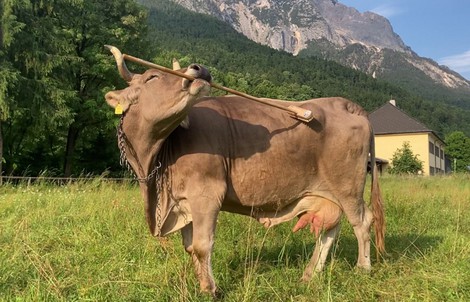 Một con bò ở Áo xuất hiện điều tưởng chỉ có ở con người