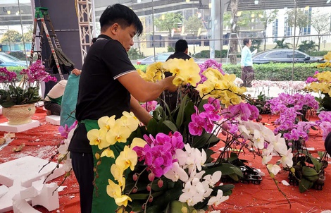 VIDEO: Lan hồ điệp tiền triệu tràn xuống vỉa hè Hà Nội