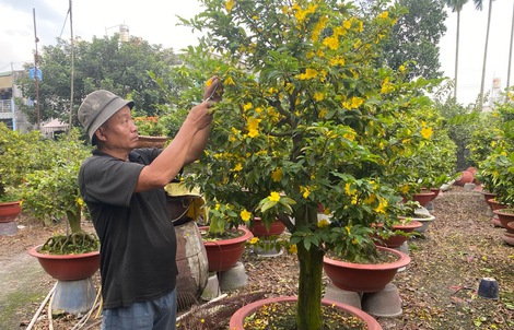Diễn biến mới trên thị trường hoa mai Tết 2026