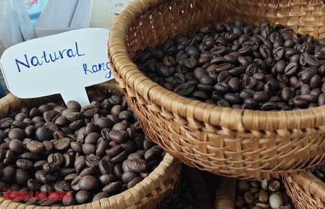 Giá cà phê hôm nay 10-2: Đồng loạt tăng trở lại