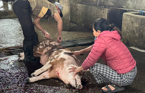 Lò giết mổ vượt công suất, thú y không theo kịp?